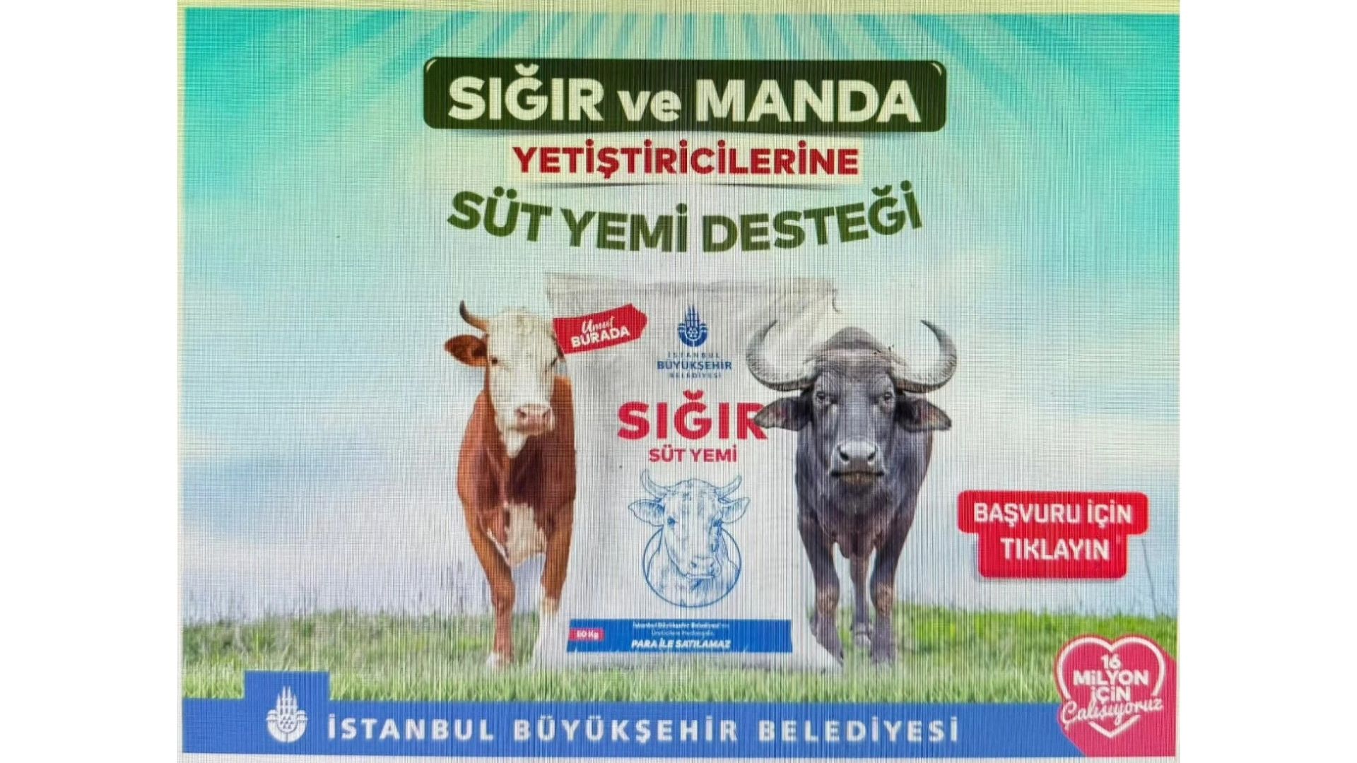 İBB’den Hayvan Yetiştiricilerine Sığır ve Manda Süt Yemi Desteği