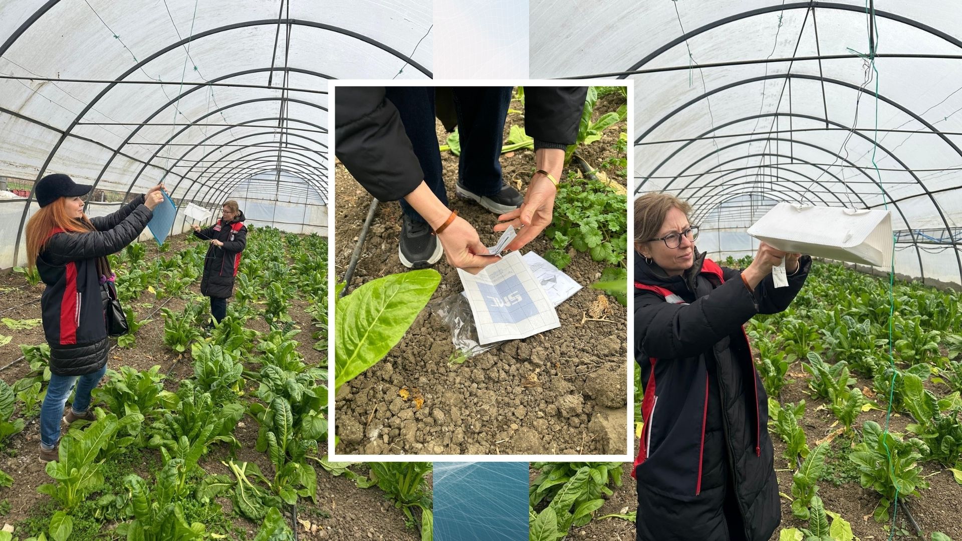 Değirmenköy’de Sera Zararlılarına Karşı Monitör Tuzak Kuruldu